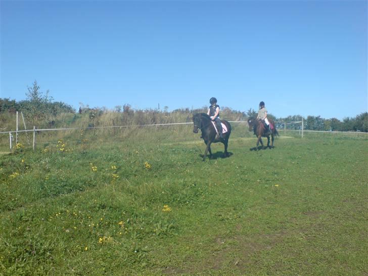 Welsh Pony (sec B) Trille "gået på pension" - mig og nadia i sommers, jeg rider på lukas og nadia rider på trille bagerst :) billede 8
