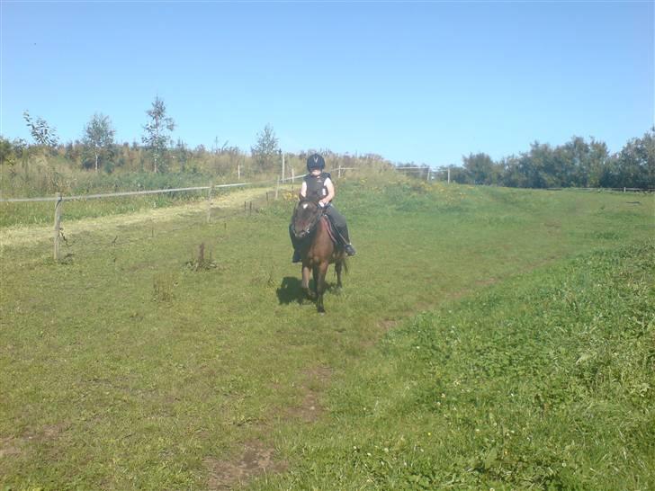 Welsh Pony (sec B) Trille "gået på pension" - mig og trille i sommers billede 9