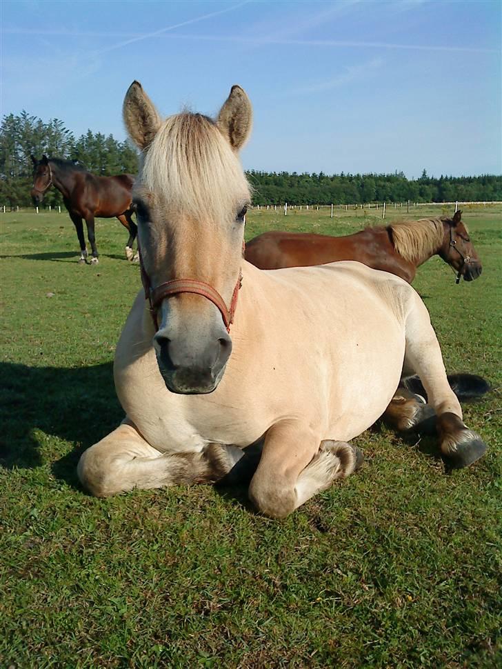 Fjordhest Luna <3  - #11. morgenhygge :D foto; mig :) billede 11