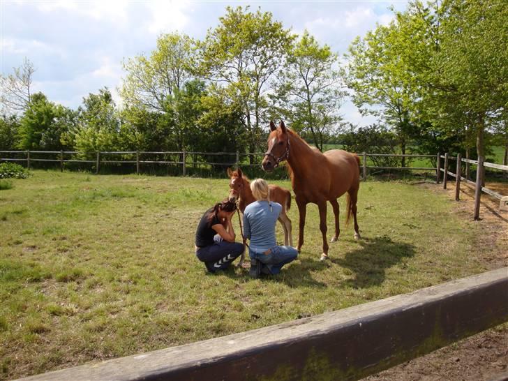 Arabisk fuldblod (OX) Apdaja Asil - Apdaja, Maharaja, Søster og jeg. 2008 billede 16