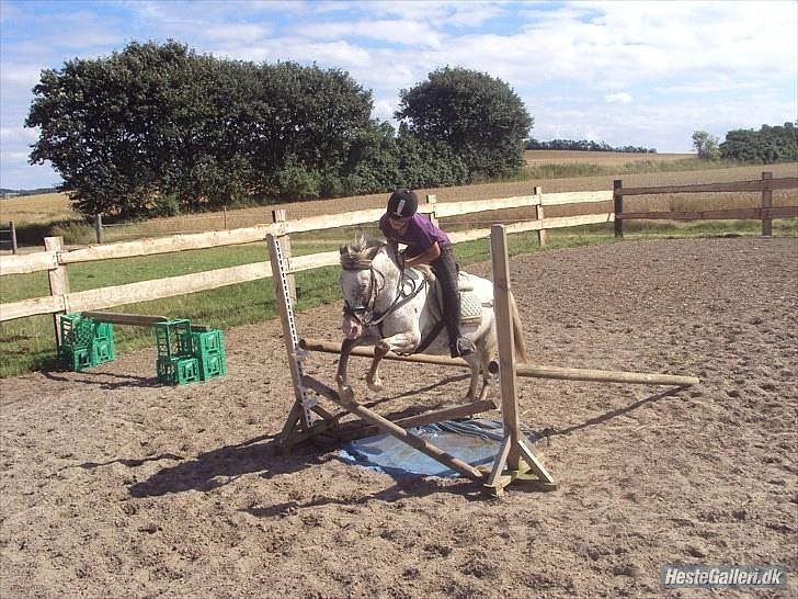 Hollandsk Sportspony Tiger - My soulmate<3 (Snoopy) - Vandgrav :D Ingen sag.. bare hop :D billede 13