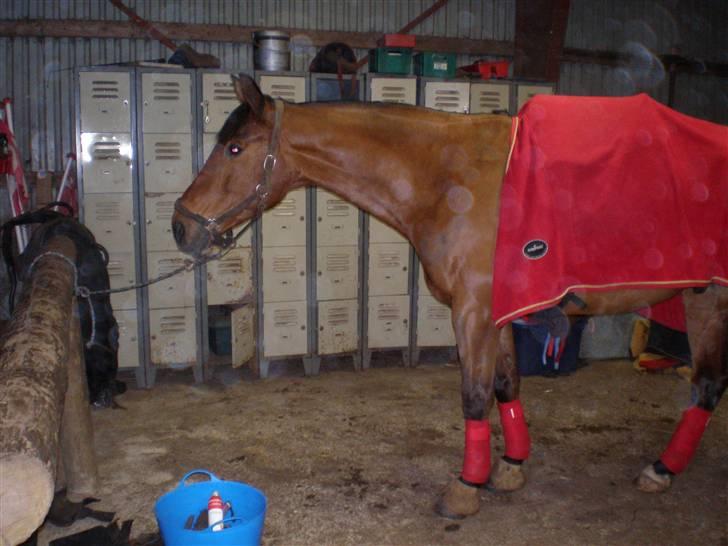 Dansk Varmblod Nevell - Så er vi klar til dagens ridetur billede 14