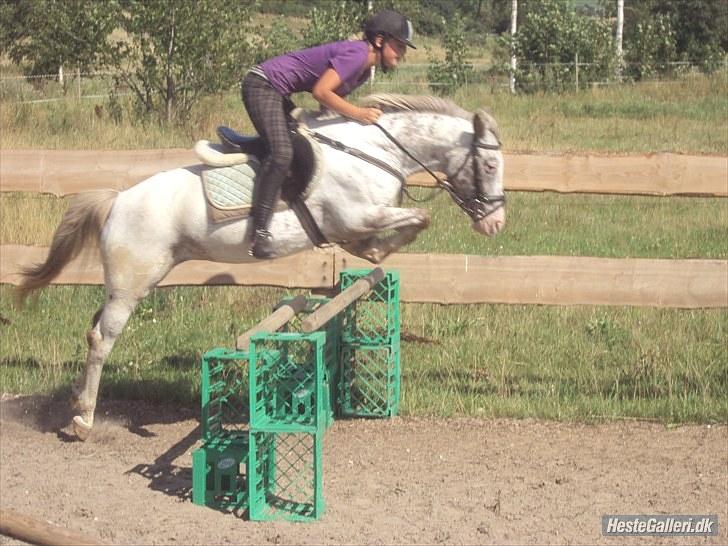 Hollandsk Sportspony Tiger - My soulmate<3 (Snoopy) - 90 cm ingen sag d; billede 14