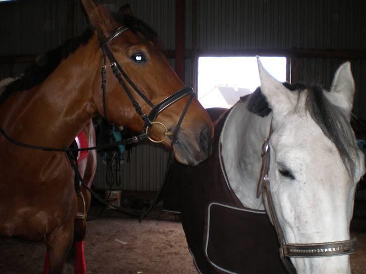 Dansk Varmblod Nevell - Mig og min bedste ven <3 billede 15