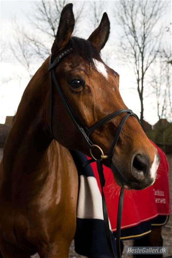 Dansk Varmblod gørklintgårds lake placid - Hej og velkommen til Gørklintgårds Lake Placid (: billede 1