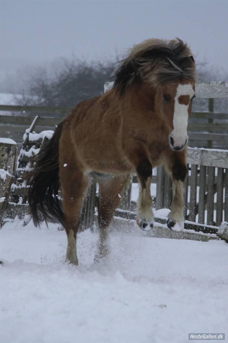 Anden særlig race Princess R.I.P †SOULMATE† - Fik jeg overhoved nogensinde sagt, hvor meget jeg elskede dig?.. <3 foto. Jeanett Nørgaard<3 billede 15