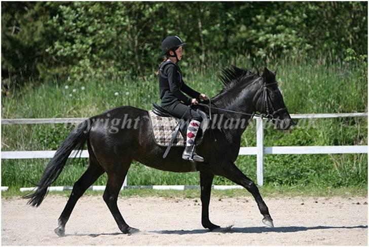 Anden særlig race Jasmin - Jasmin på folden :) billede 2