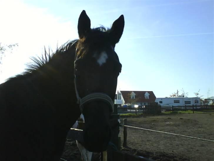 Anden særlig race Jasmin - Om sommeren,! (: billede 3