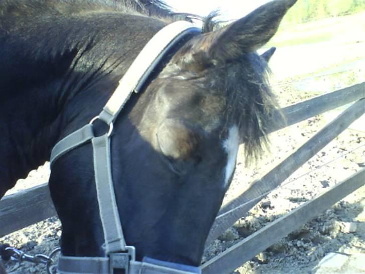 Anden særlig race Jasmin - Er hun iik dejlig?<3 billede 4