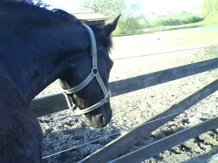 Anden særlig race Jasmin - Smuuuk billede 5