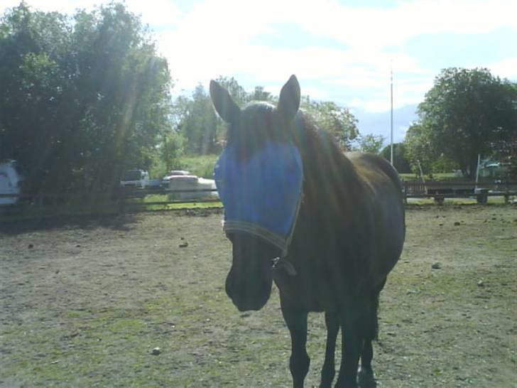 Anden særlig race Jasmin - Lalleglad pony tripper rundt i den varme sol ! billede 7