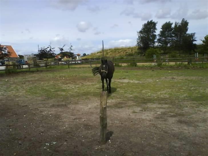 Anden særlig race Jasmin billede 8
