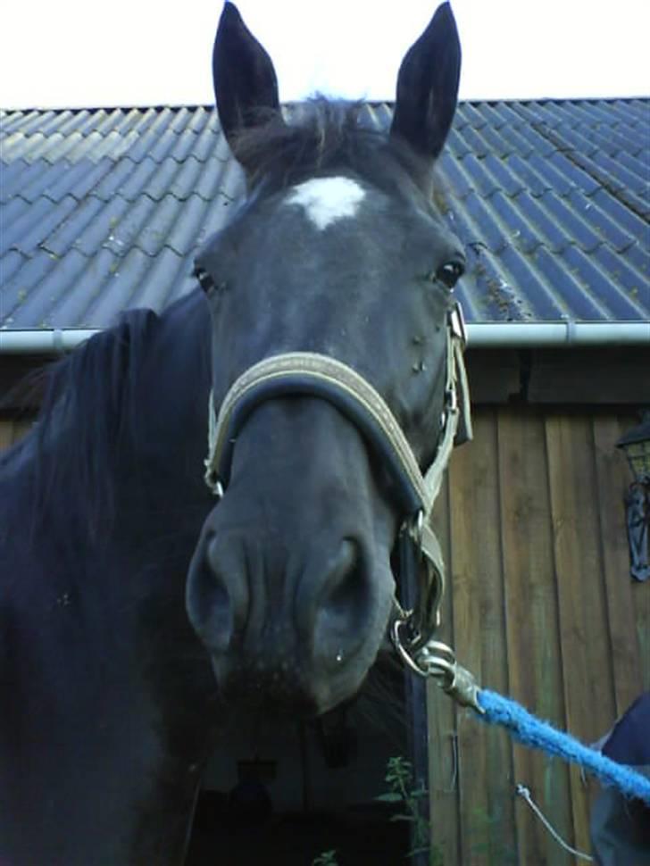 Anden særlig race Jasmin billede 9