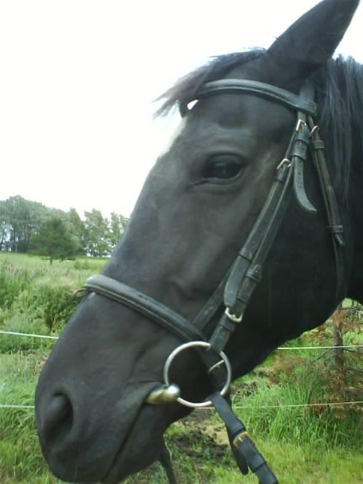 Anden særlig race Jasmin billede 10