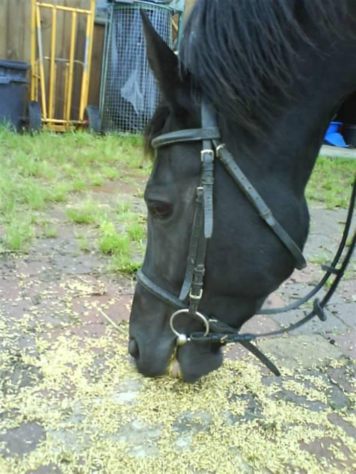 Anden særlig race Jasmin billede 11