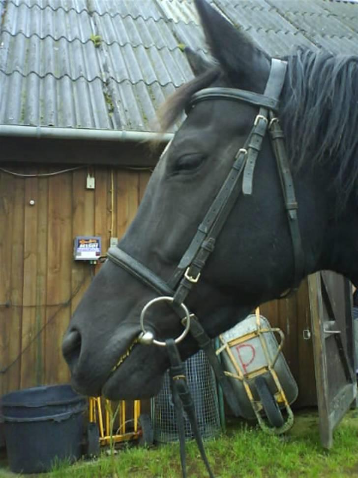 Anden særlig race Jasmin billede 12