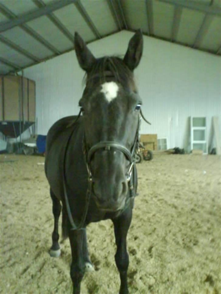 Anden særlig race Jasmin billede 13