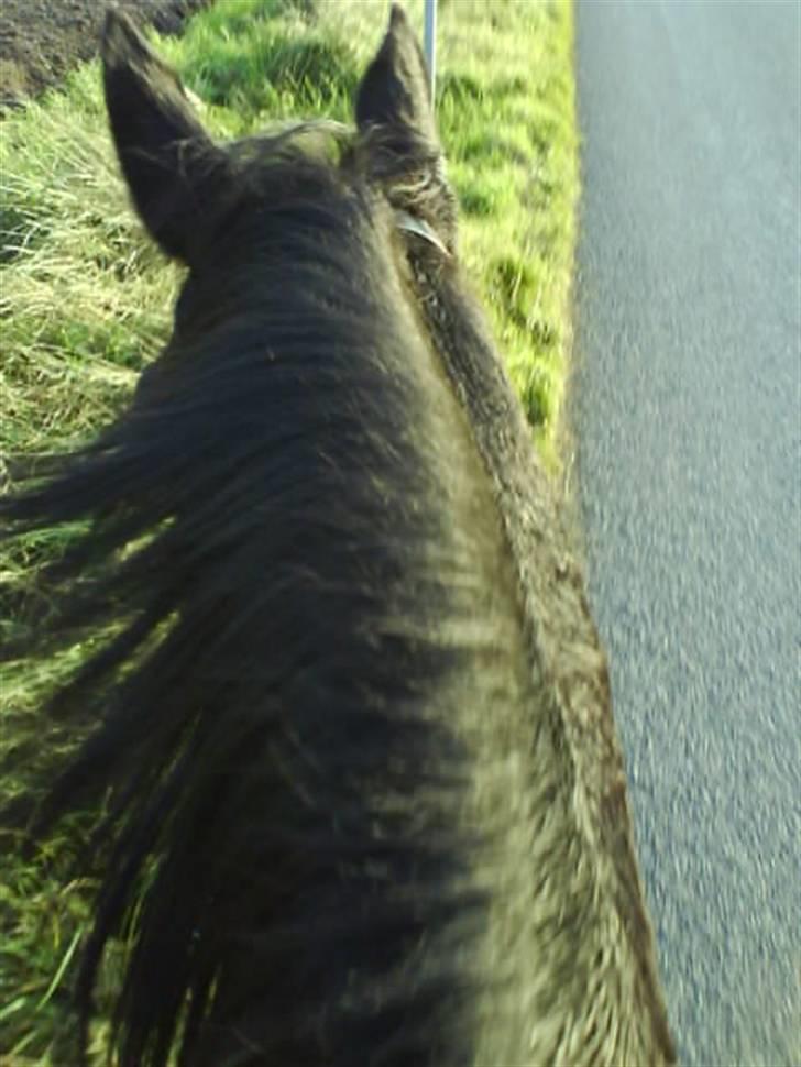 Anden særlig race Jasmin billede 14