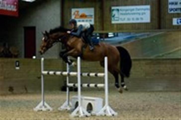 Dansk Varmblod gørklintgårds lake placid - Gørklintgårds Lake Placid. billede 2