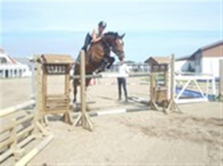 Dansk Varmblod gørklintgårds lake placid - emilie og lake billede 3