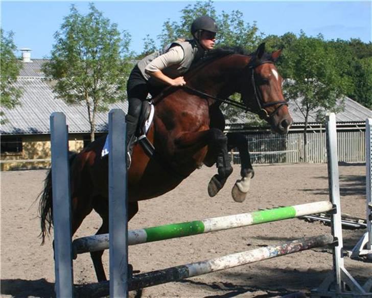 Dansk Varmblod gørklintgårds lake placid - Lake som 4 års. billede 4