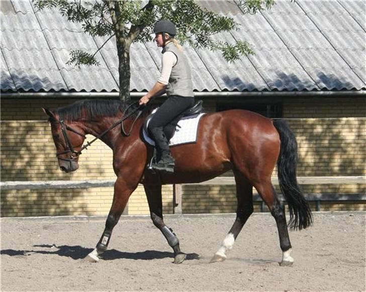 Dansk Varmblod gørklintgårds lake placid - lake som 4 års. billede 5
