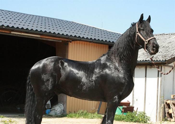 Frieser Lukas - Foråret 2008 billede 7