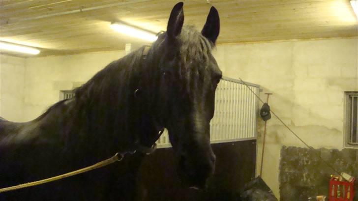 Frieser Lukas billede 11