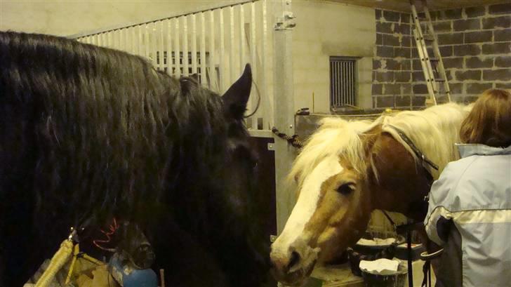 Frieser Lukas - Min hest Lukas og min datters smukke Haflinger: Alzaddy billede 12