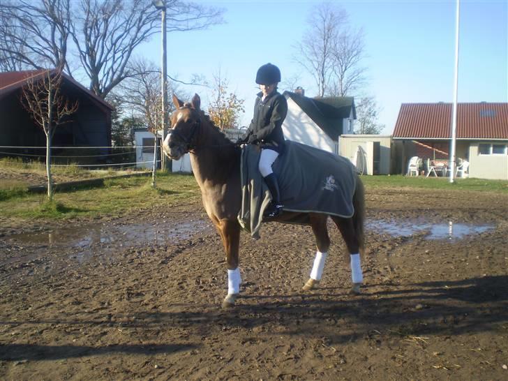 Anden særlig race Kira - 2x klubmester (solgt) - vores allerførste stævne, LE og LD i dressur 11 november 2008 billede 4