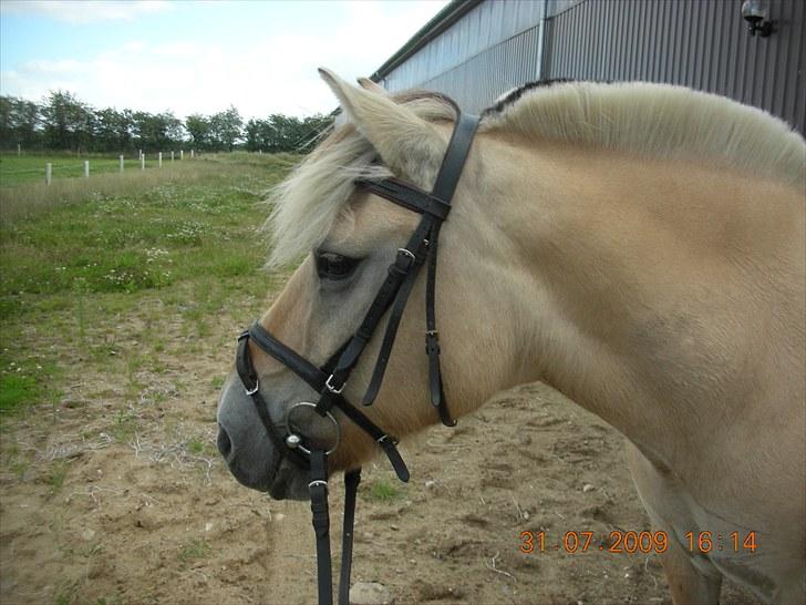 Fjordhest Luna <3  - #14. Puttøh ;D :-* foto: mig billede 14