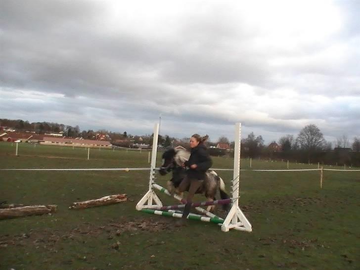 Shetlænder Timon billede 1