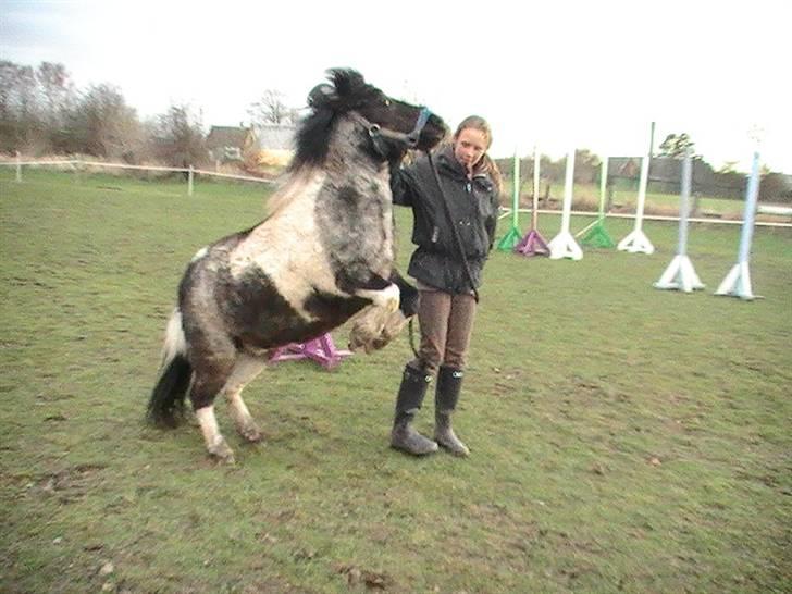 Shetlænder Timon billede 2