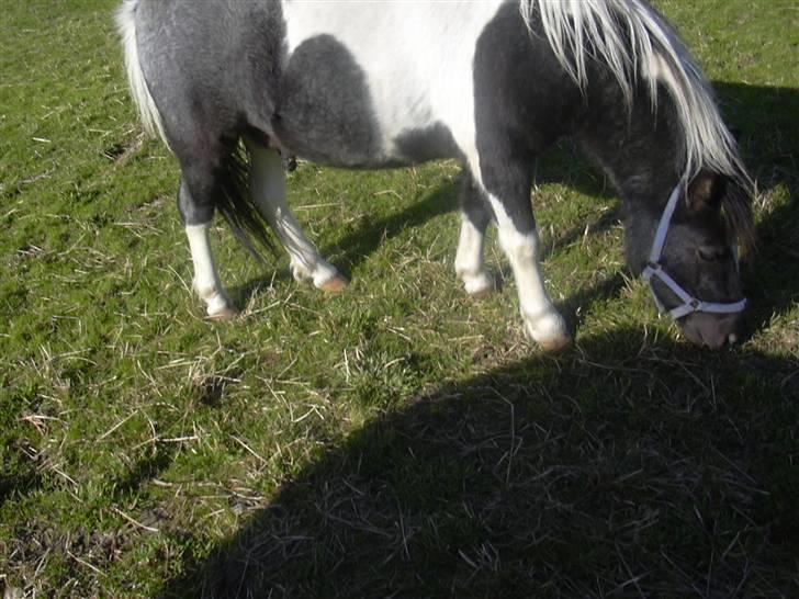 Shetlænder Timon billede 3