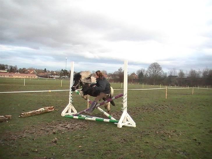 Shetlænder Timon billede 4