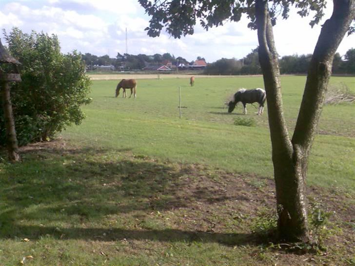 Shetlænder Timon billede 5