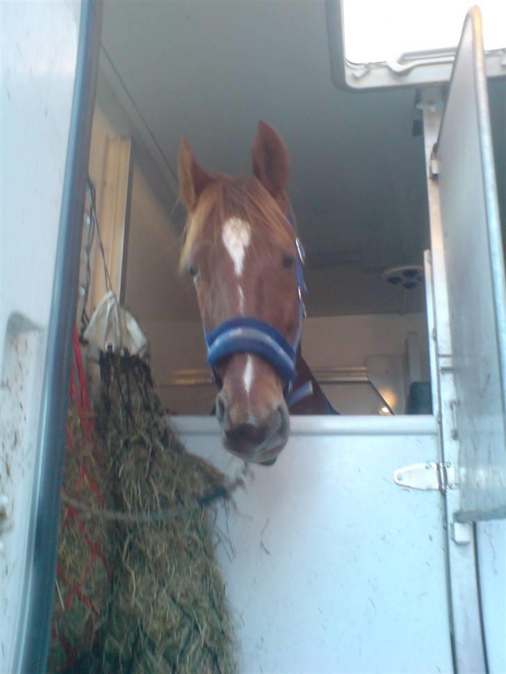 Traver Destany - her er vi lige ankonmmet til ledreborg. billede 14