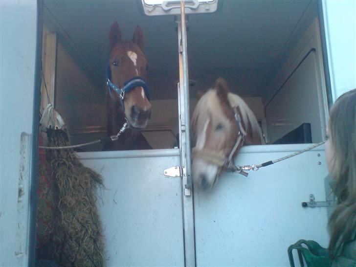 Traver Destany - i traileren  billede 16