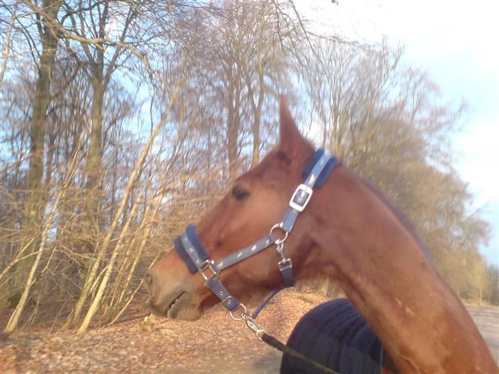 Traver Destany - lækker..?? ( det sys jeg) billede 17