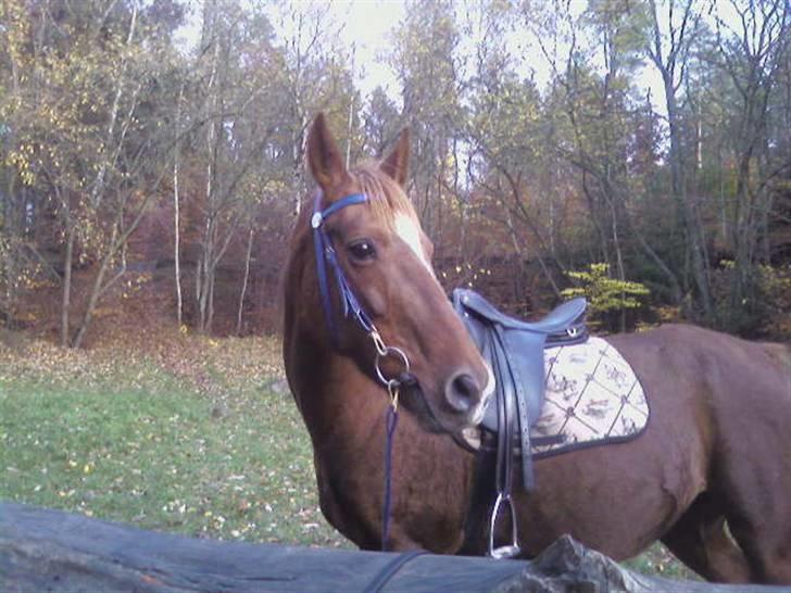 Sportsaraber (A) Loucky - Loucky På Langtur ! (Beklager Kvaliteten, Men Det Er Taget Med Min Mobil) billede 17