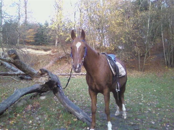 Sportsaraber (A) Loucky - Loucky På Langtur ! (Beklager Kvaliteten, Men Det Er Taget Med Min Mobil) billede 18