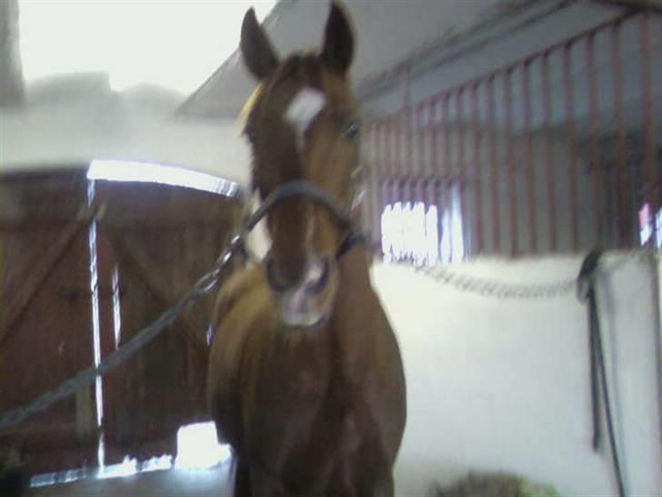 Sportsaraber (A) Loucky - Tösen venter på at komme ud på folden (Beklager Kvaliteten, Men Det Er Taget Med Min Mobil) billede 19