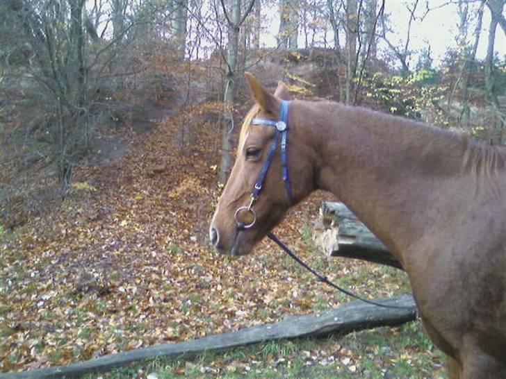 Sportsaraber (A) Loucky - Loucky På Langtur ! (Beklager Kvaliteten, Men Det Er Taget Med Min Mobil) billede 20
