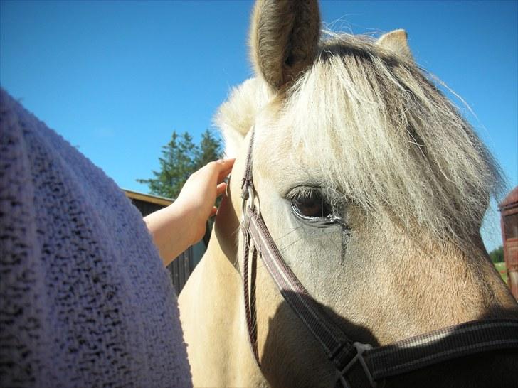 Fjordhest Luna <3  - #17. <3 foto; mig :D billede 17