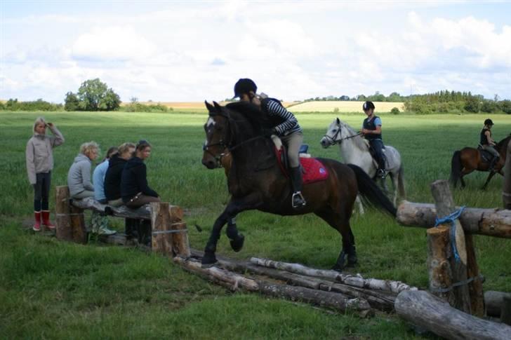 DSP *Star R.I.P * - også millitary ridelejr =) foto:ved ikk  billede 14