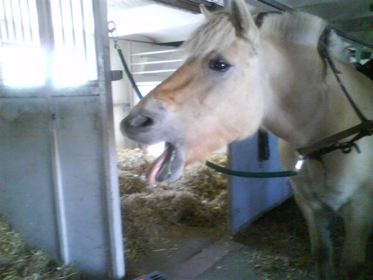 Fjordhest Luna <3  - #20. GAAAAAB xD <3 foto: mig ;D billede 20