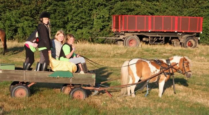 Shetlænder Skovlundegårds Dublo<333 - Dublo solopgangs tur ridelejren 08 billede 15