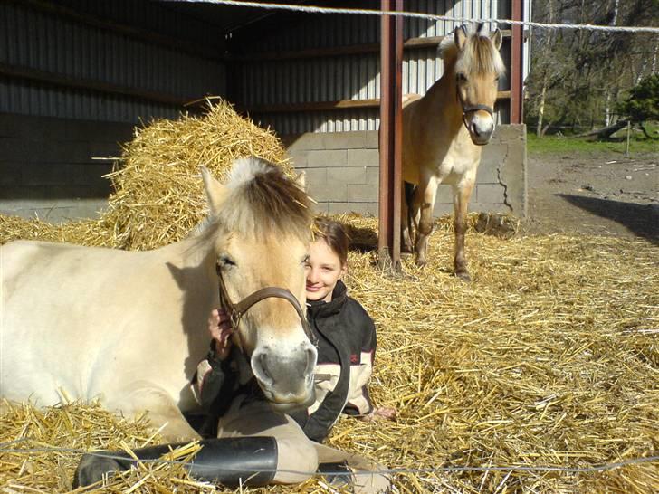 Fjordhest bonni billede 11