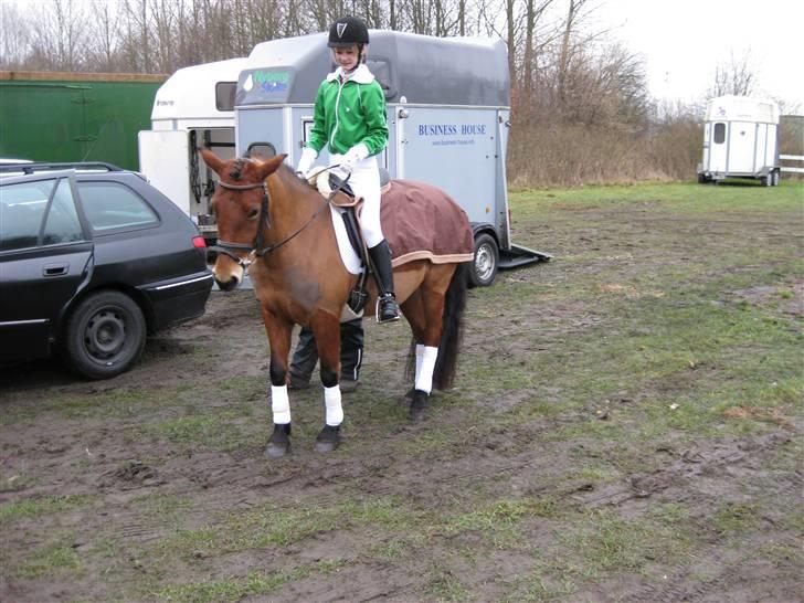 New Forest Stegstedgårds Montell - killerup ! :D  billede 7