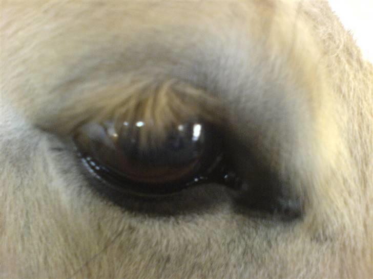 Fjordhest bonni billede 12